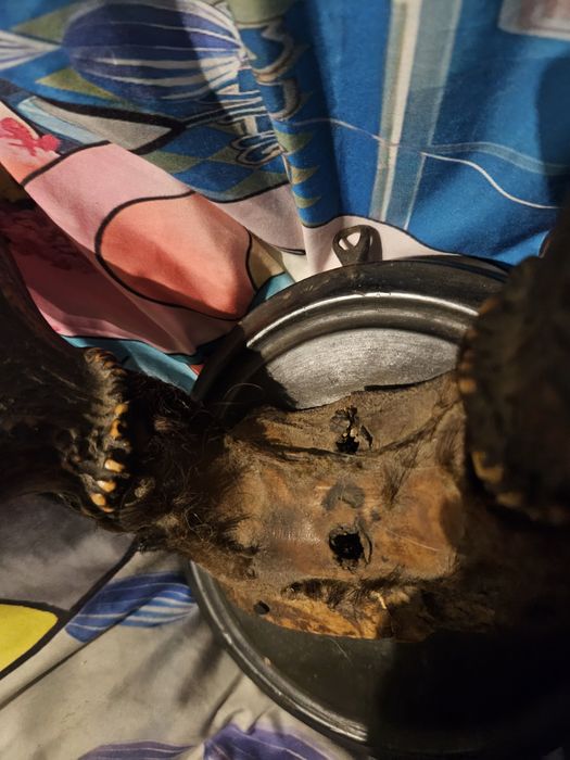 Poroże jelenia prawie stuletnie