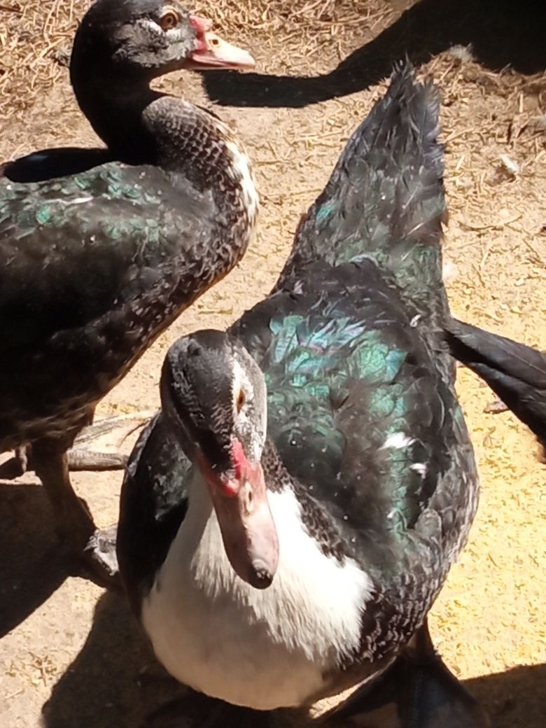 Patos mudos adultos