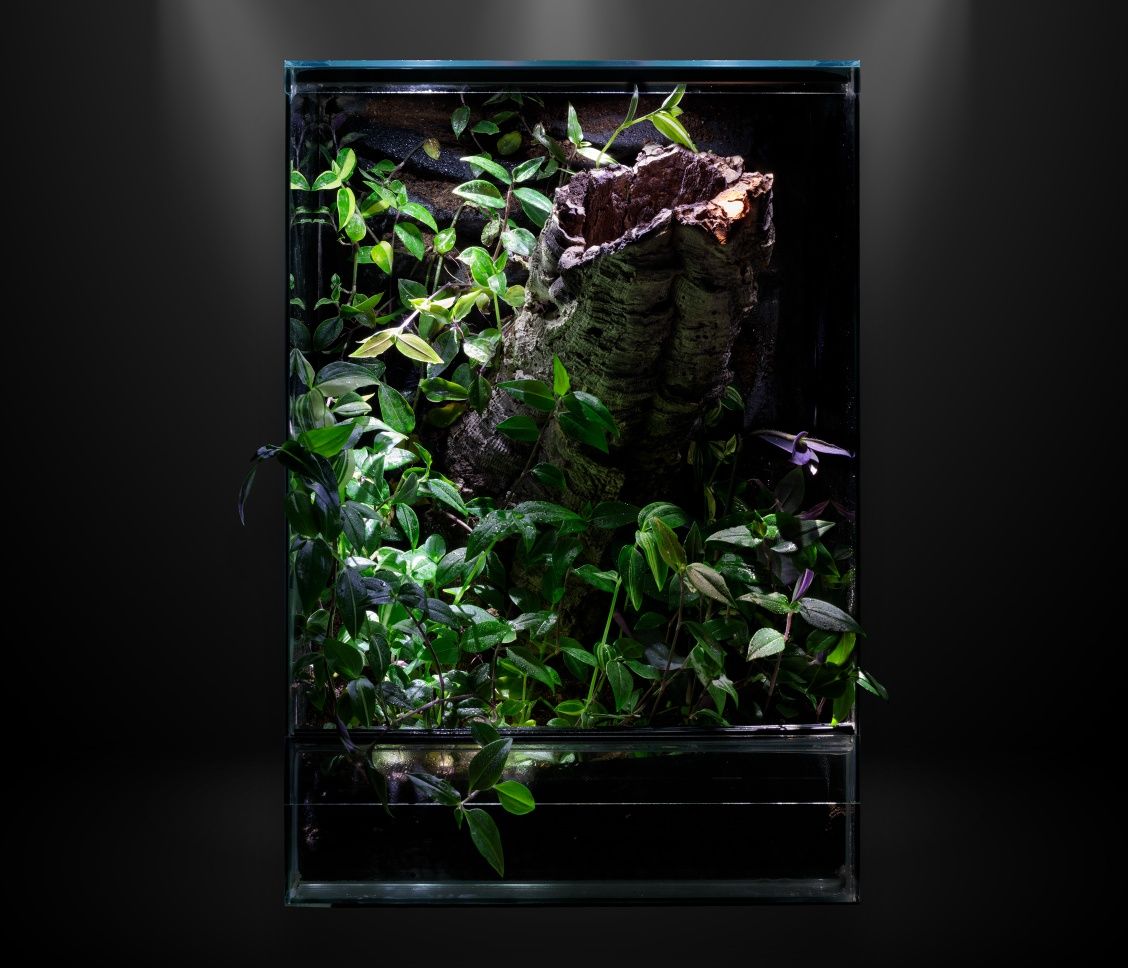 Terrarium tropikalne 40x40x60