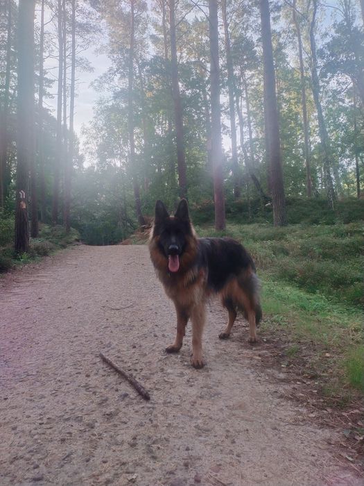 Owczarek niemiecki długowłosy