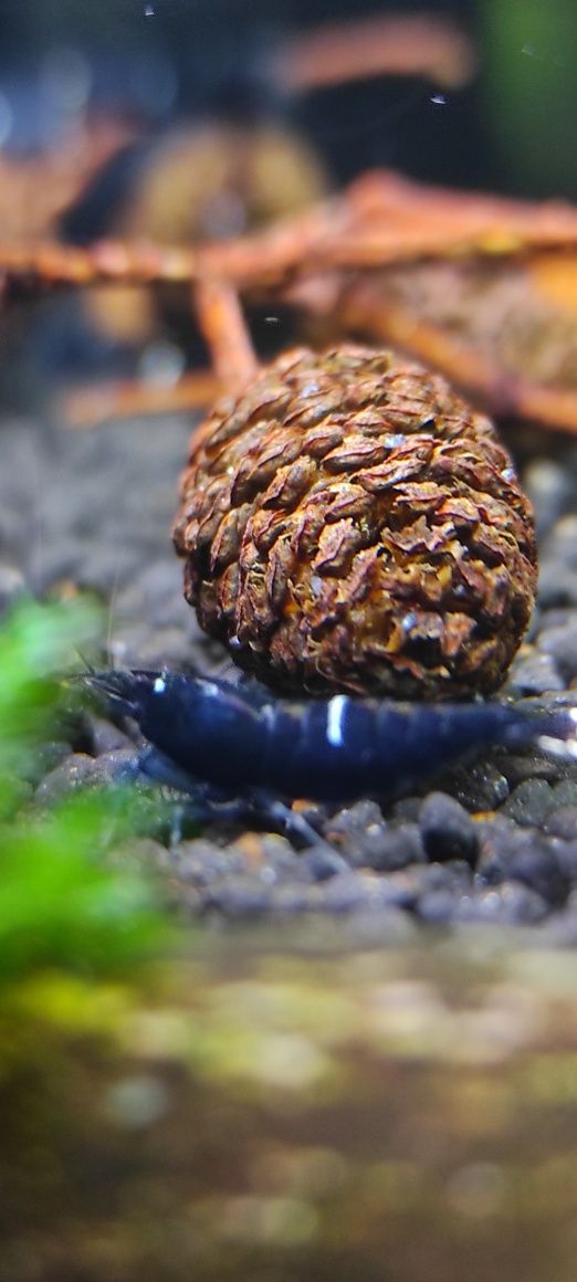 Taiwan KING KONG ONE STRIPE 
gradacja: multi stripe (2-3 paski)