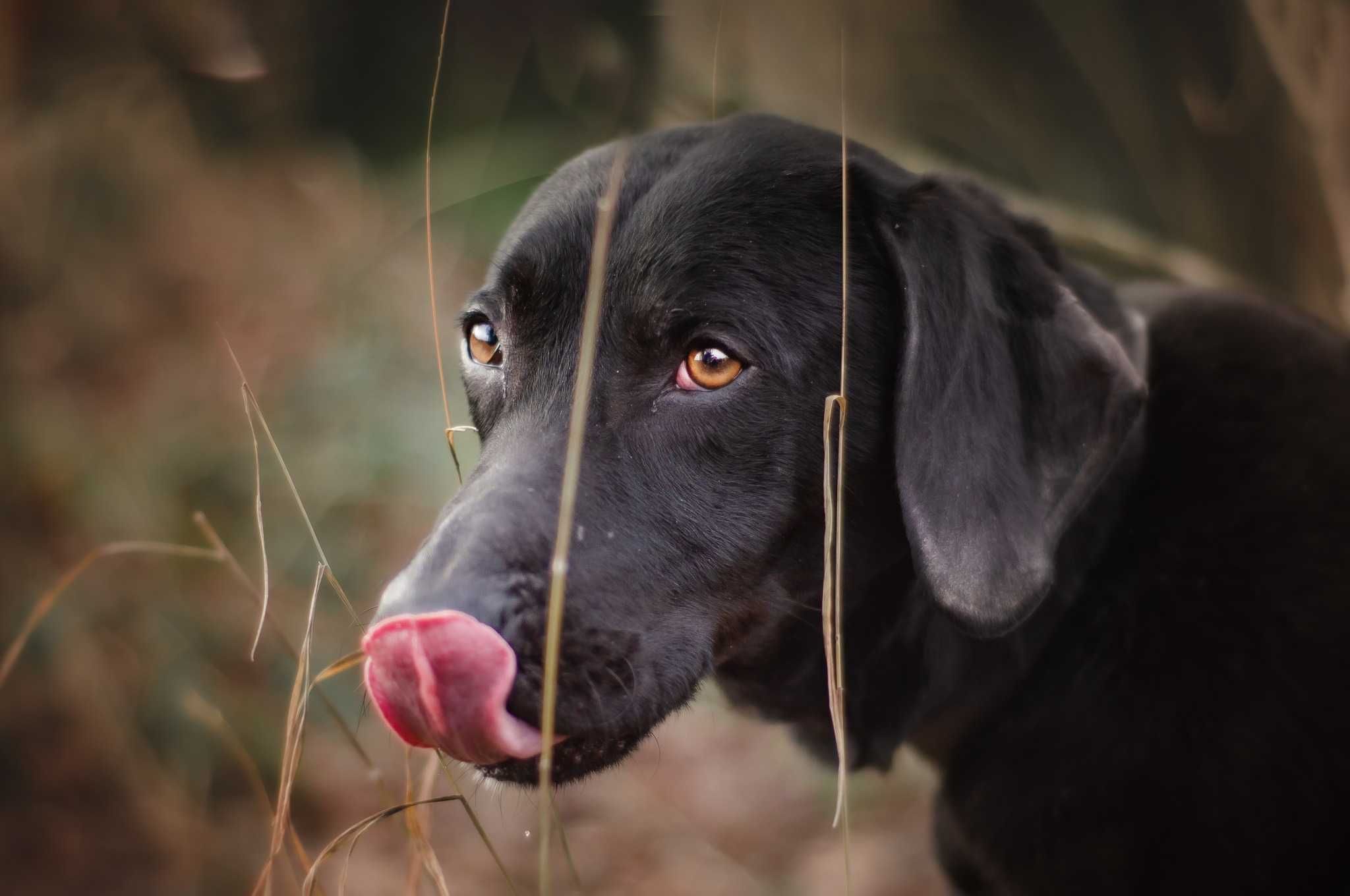 Magnat - cudny psiak jak fit labrador ADOPCJA