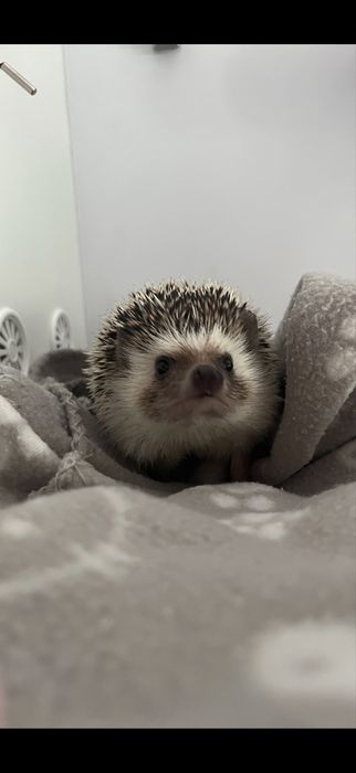 jeż pigmejski – 1 rok