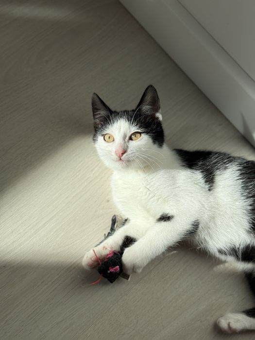 Красуня в найдобріші руки!