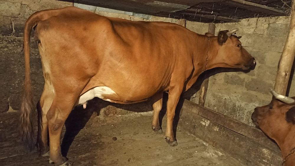 Продам корову срочно