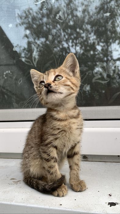 Отдам котика бесплатно