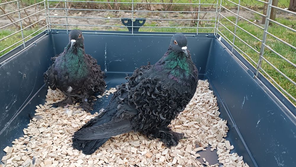 Gołębie loczki czarne, gołąb loczek