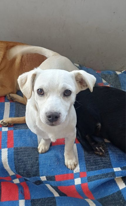 Oddam Ślicznego pieska o imieniu Maciuś