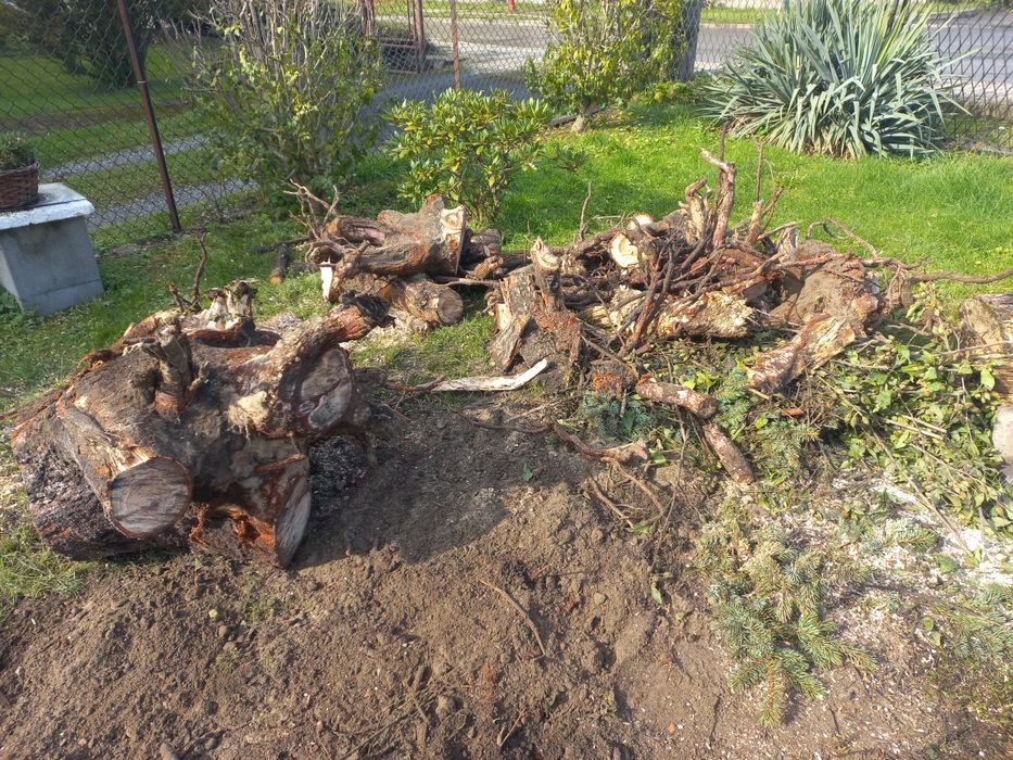 Oddam za darmo drzewo