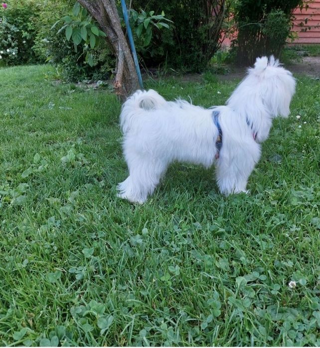 Maltamczyk . Maltanka . Piesek