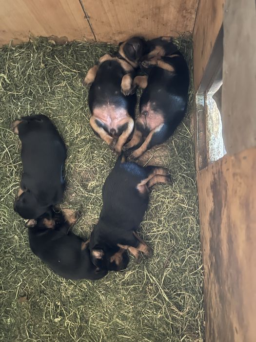 Ядтерʼєр щеннята, три з половиною місяці. ТЕРМІНОВО.