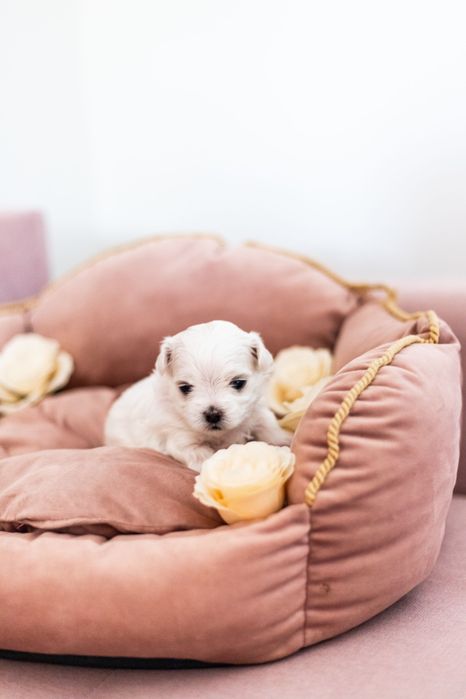 Maltańczyk suczka z rodowodem i chipem - rezerwacja