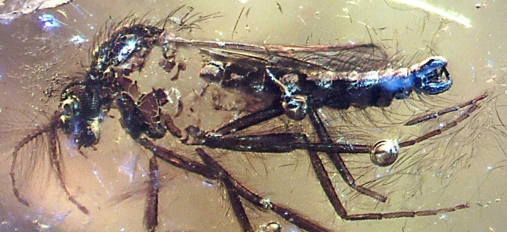 Pajęczak lub coś innego +Ceratopogonidae bursztyn inkluzja