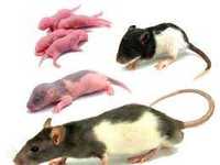 Кормовые мыши и крысы разного возраста для рептилий и хищных животных
