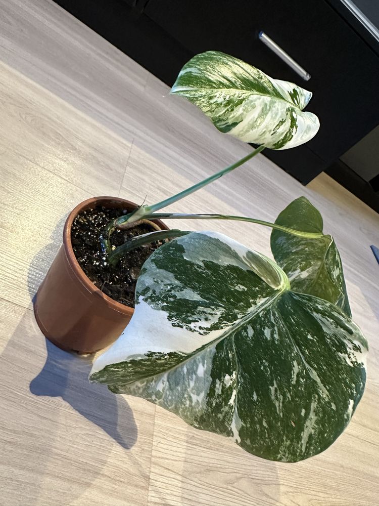 Monstera Variegata