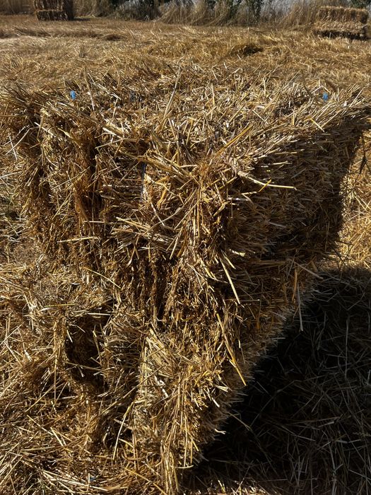 Feno Azevem e Triticale 2025