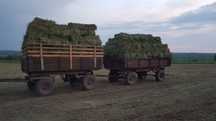Продам сіно люцерни в тюках є обєм