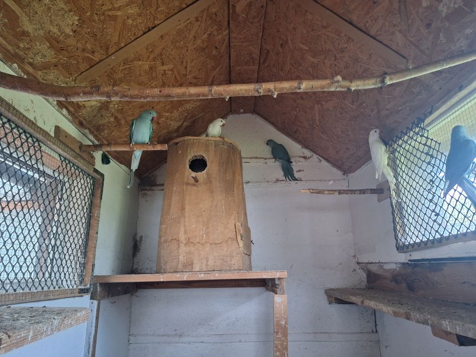 Sprzedam młode papugi