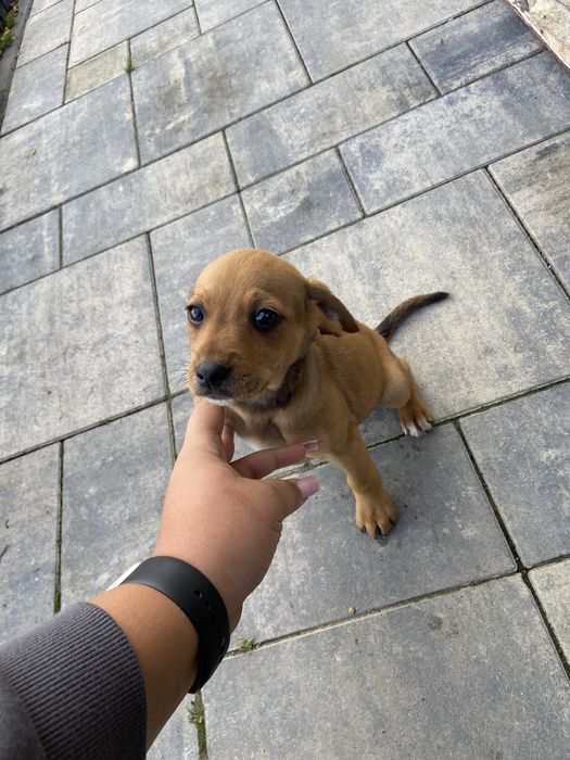 Oddam pieski, mają dwa miesiące