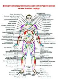 Плакаты медицина и анатомия