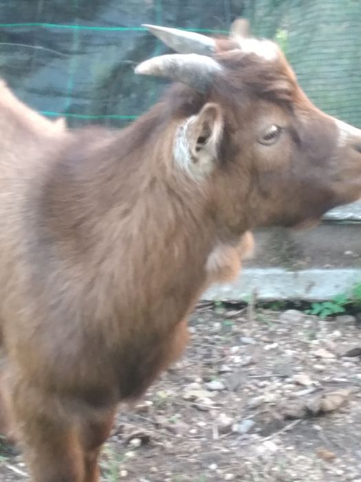 Cabras Anãs - Macho 6 meses