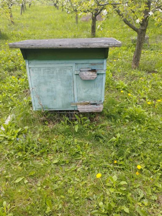 Продаю вулики разом із бджолами