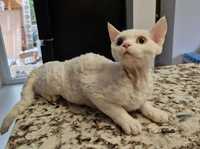 Kotka Devon Rex FPL