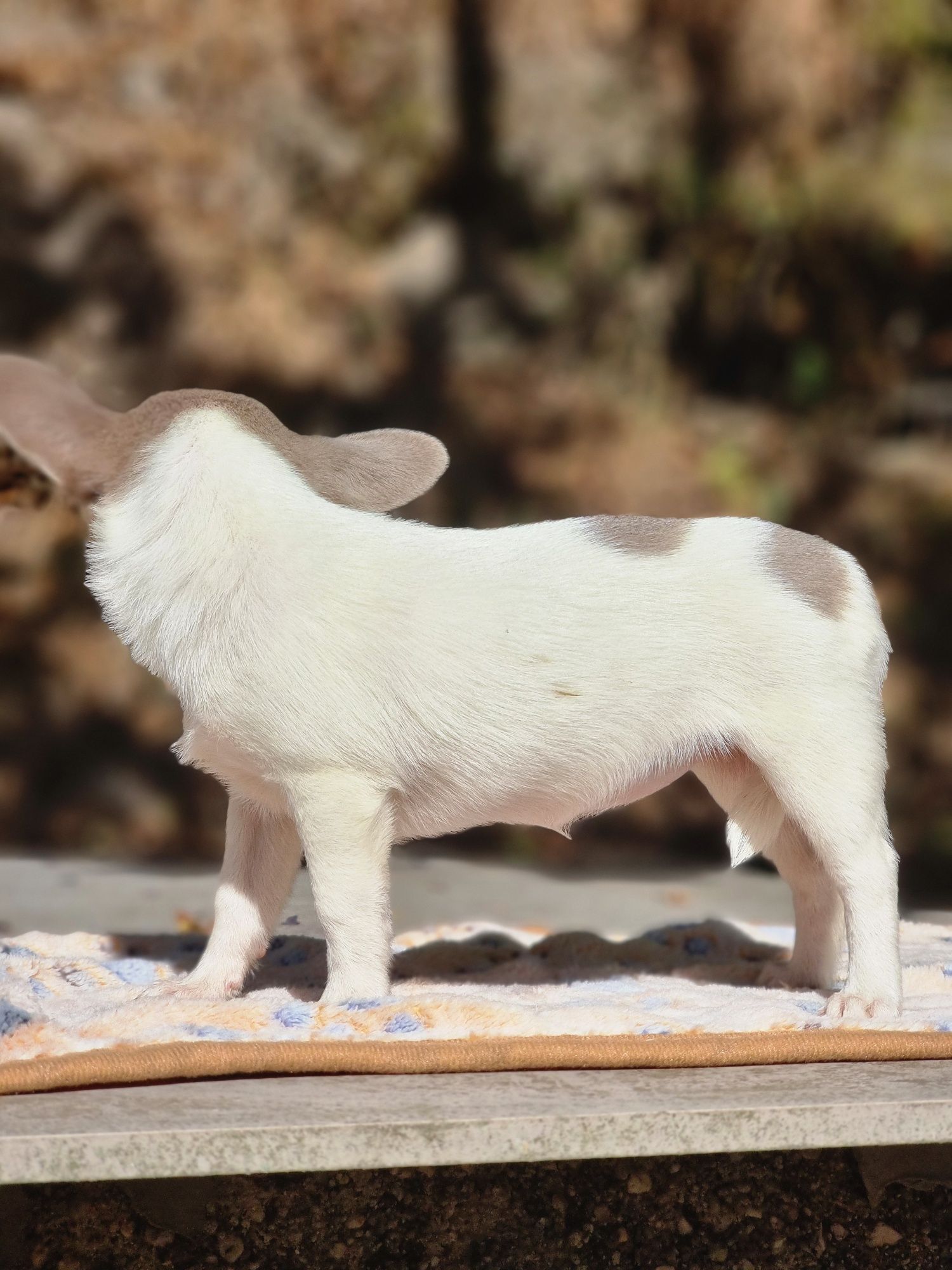 Fabulosa Miniatura Fêmea Chihuahua  Pêlo Curto