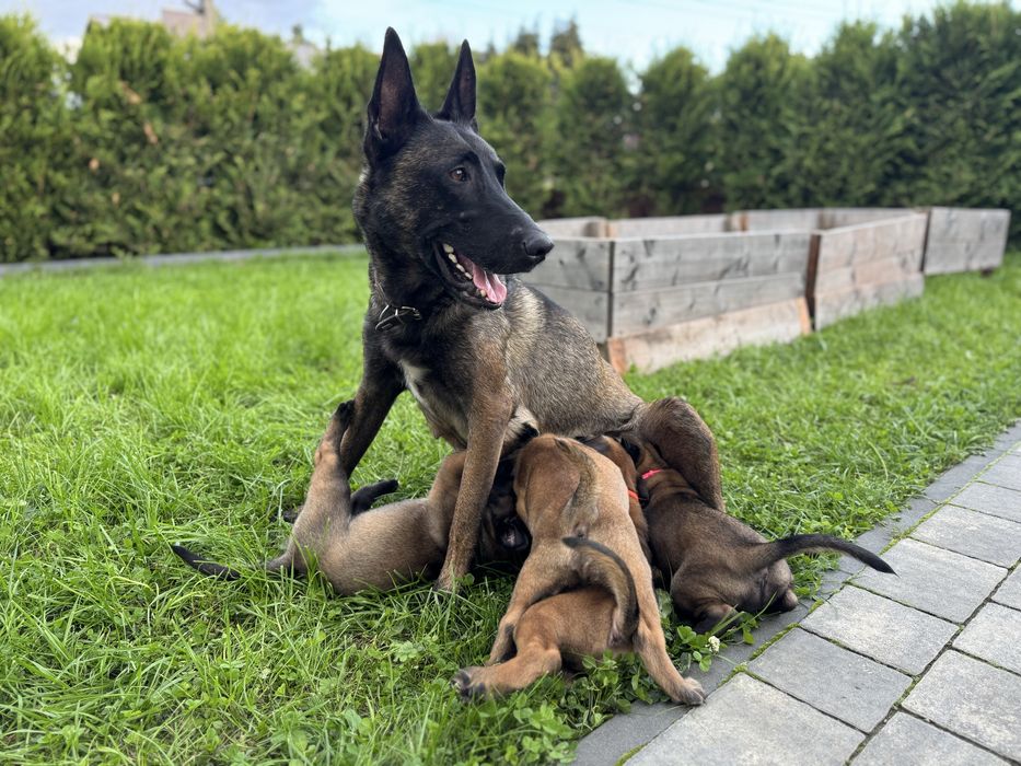 Szczeniak Owczarek Belgijski Malinois FCI