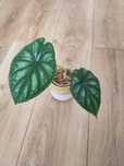 Alokazja (Alocasia) Dragon Scale