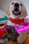 Śliczna suczka !!! Golden Retriever  RODZICE w hodowli tata FCI