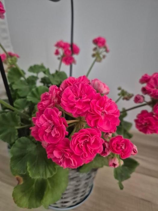 Szczepki pelargonii Rosalinda 2 sztuki i Denise 1 sztuka