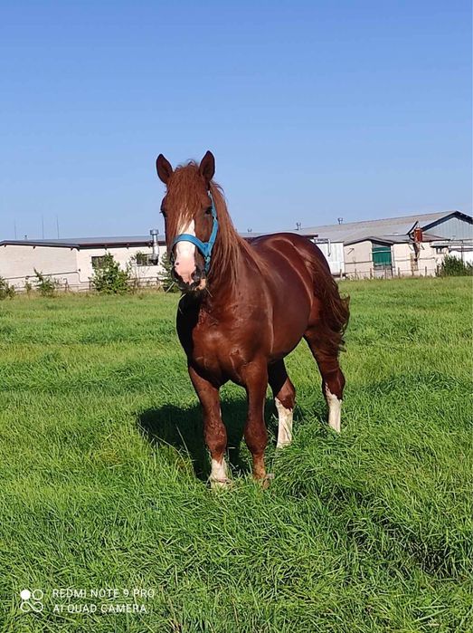 Торійський жеребець для паровки