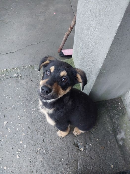 Oddam pieska. W dobre ręce.