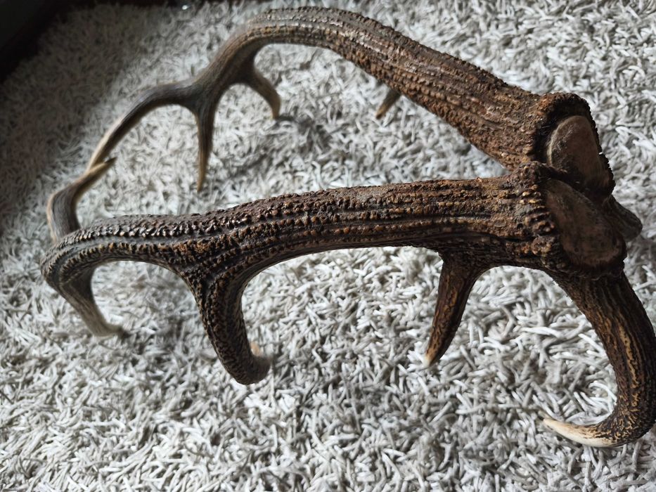 poroże jelenia para zrzut