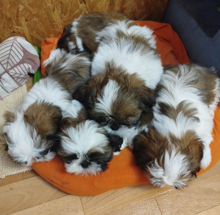 Чистокровний Ши-тцу хлопчик цуцик