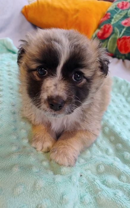 Puchaty Mały Nieśmiałek szczeniaczek