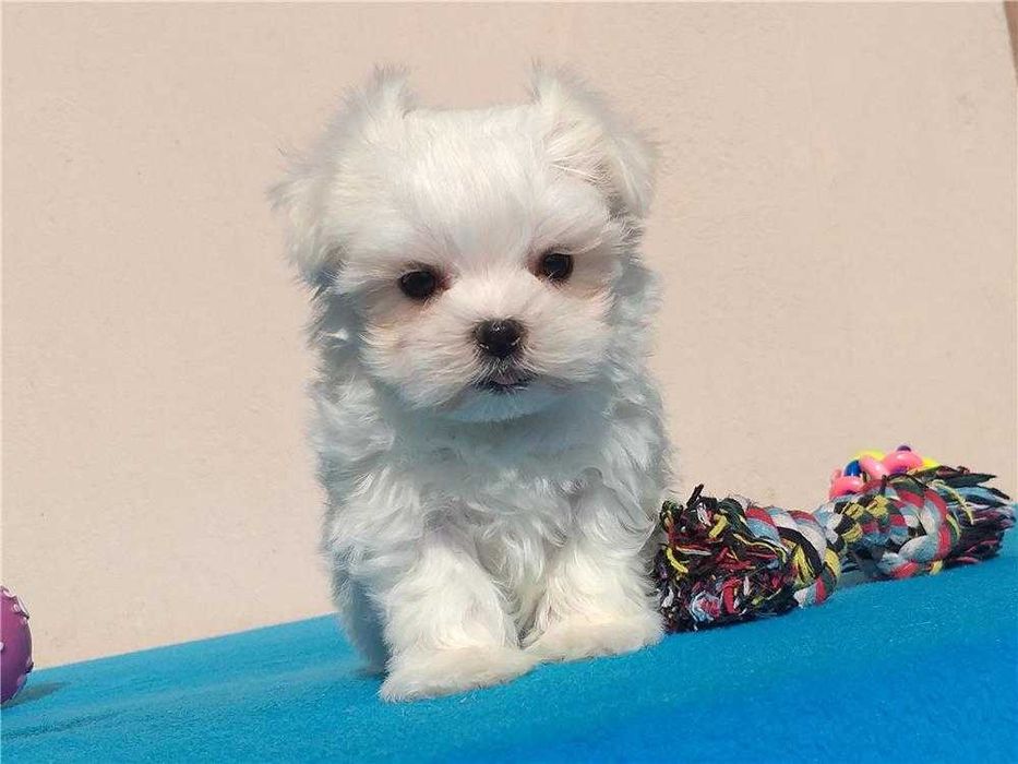 Bichon Maltês disponível