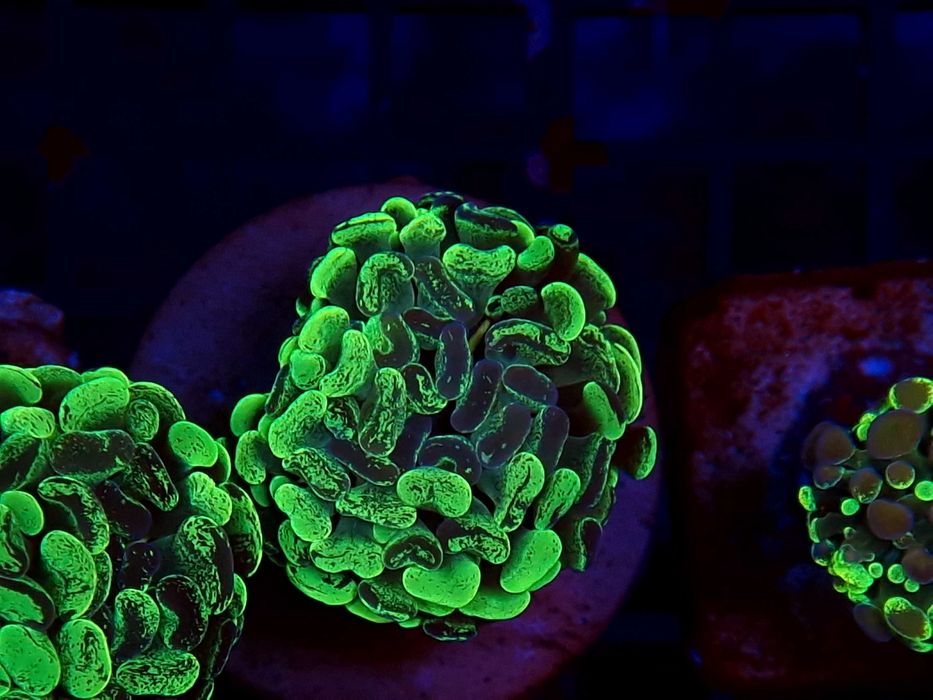 Euphyllia paraancora Grafted Koralowce Akwarystyka morska Poznań