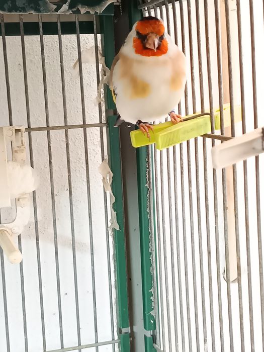 Vendo majores deste ano