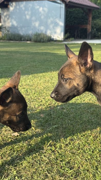 Owczarek Belgijski Malinois szczeniak