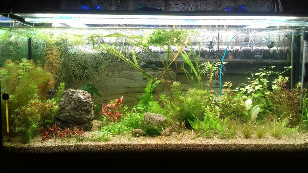 Аквариумный грунт (базальт, кварцит, мраморная крошка, кварц)