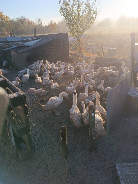 Продам качок живою вагою по 100 гр