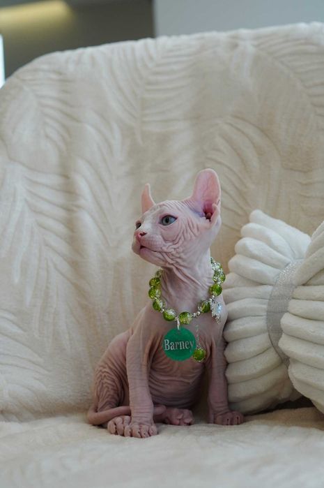 Барні хлопчик породи Ельф