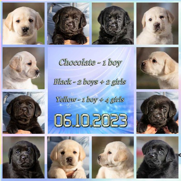 Видео, профпитомник) Элит щенки цуценята лабрадора ретривера ретрівера