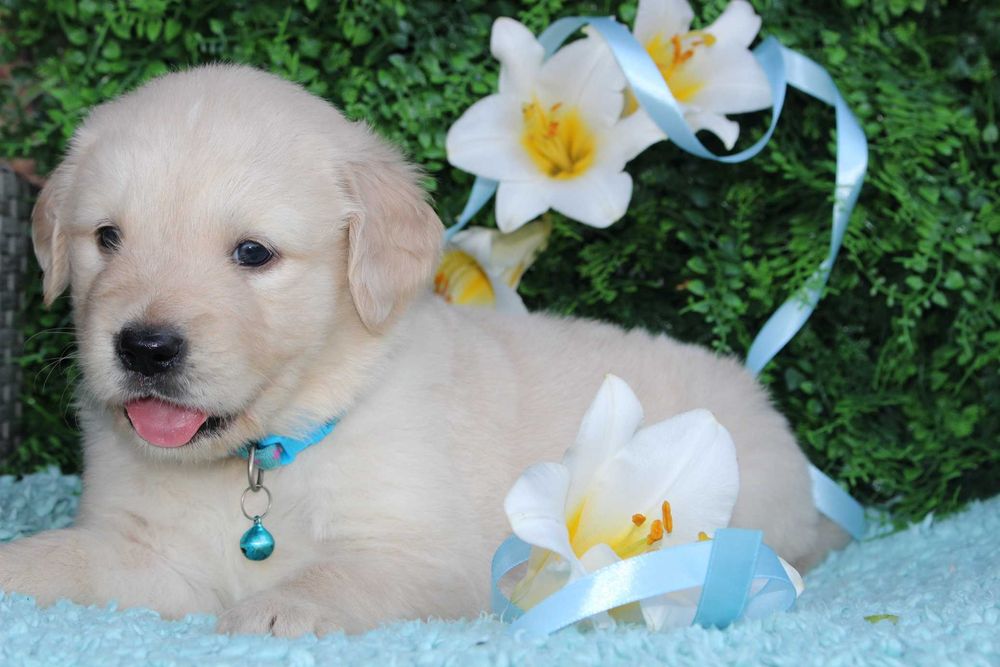 *Suczka Golden retriever FCI*