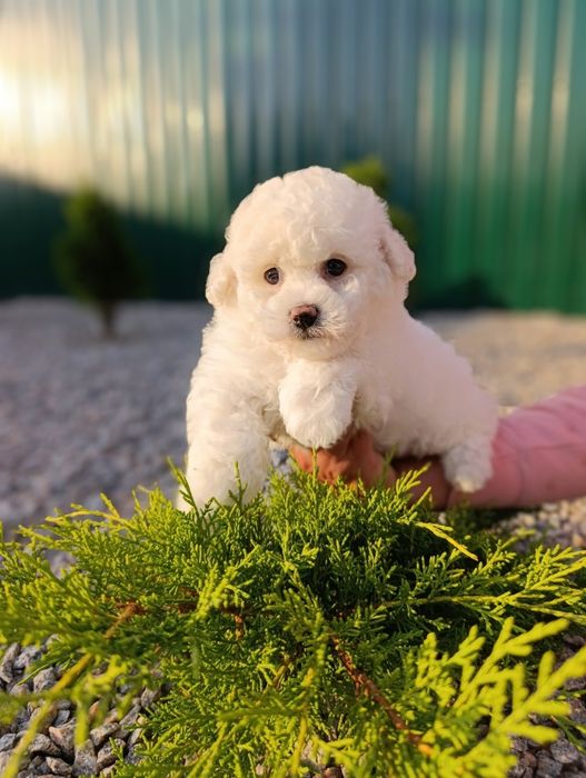 Ласковая и игривая Бишон фризе.