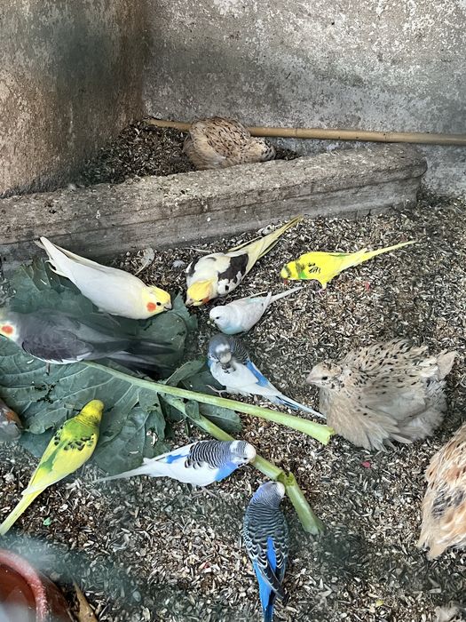 Varios piriquitos para venda