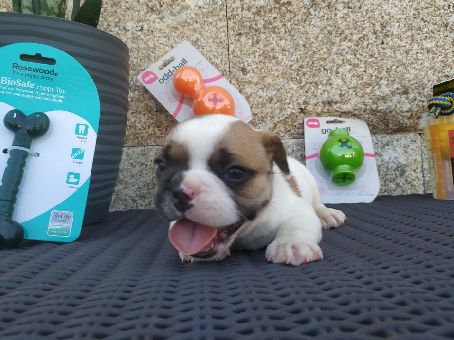 Bulldog francês qualidade