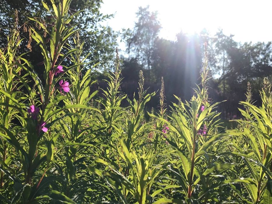 Іван Чай з малиною ферментований гранульований з КАРПАТ від виробника